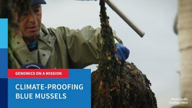 Climate-proofing blue mussels