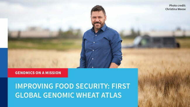 Improving food security: first global genomic wheat atlas