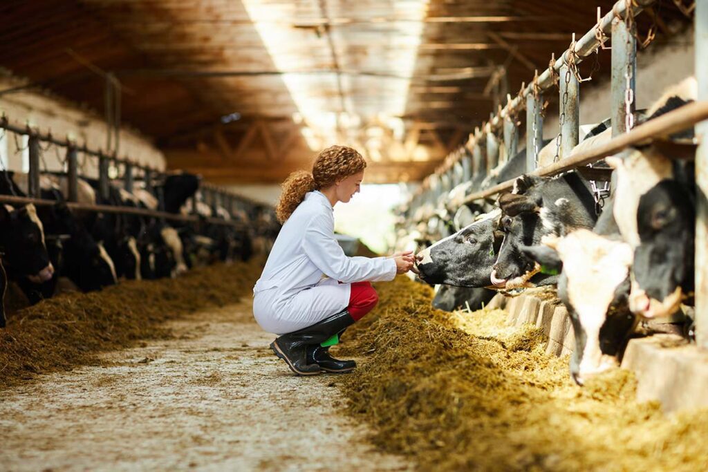 Woman in lab coat in barn with cows.
