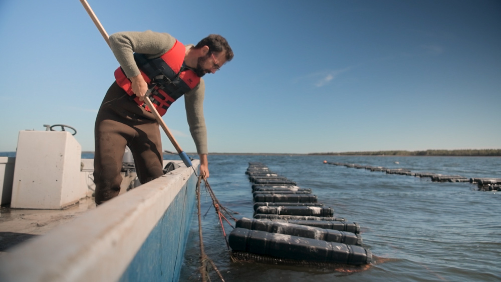 Dr. Martin Mallet at the oyster hatchery at L’Etang Ruisseau Bar/ Mallet Oysters.